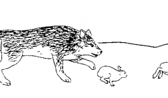 wolf and rabbit