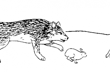 wolf and rabbit