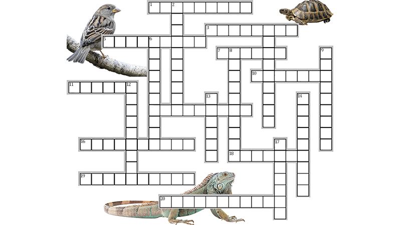 Evolution Crossword