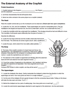 External Anatomy of a Crayfish
