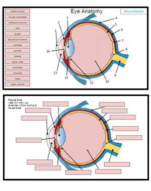 anatomy of the eye coloring pages