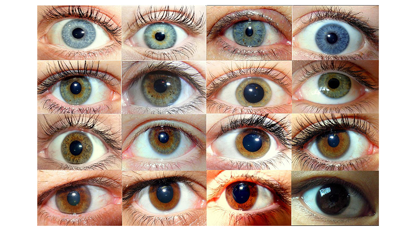 Case Study – The Genetics of Eye Color