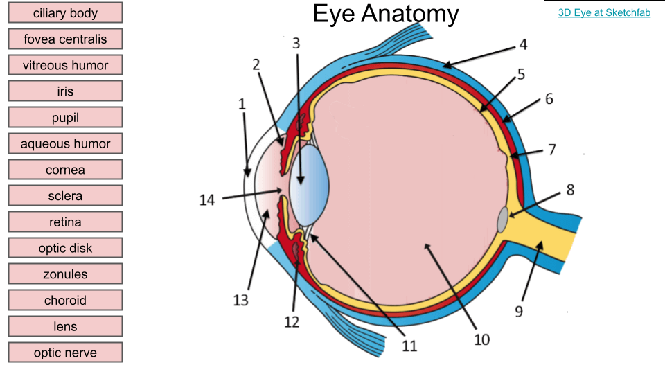 anatomy of the eye coloring pages