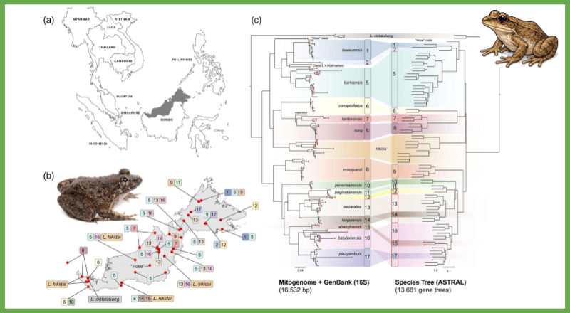 Teaching Evolution: The Case of the Fanged Frog