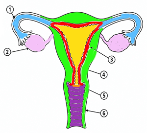 female reproductive system