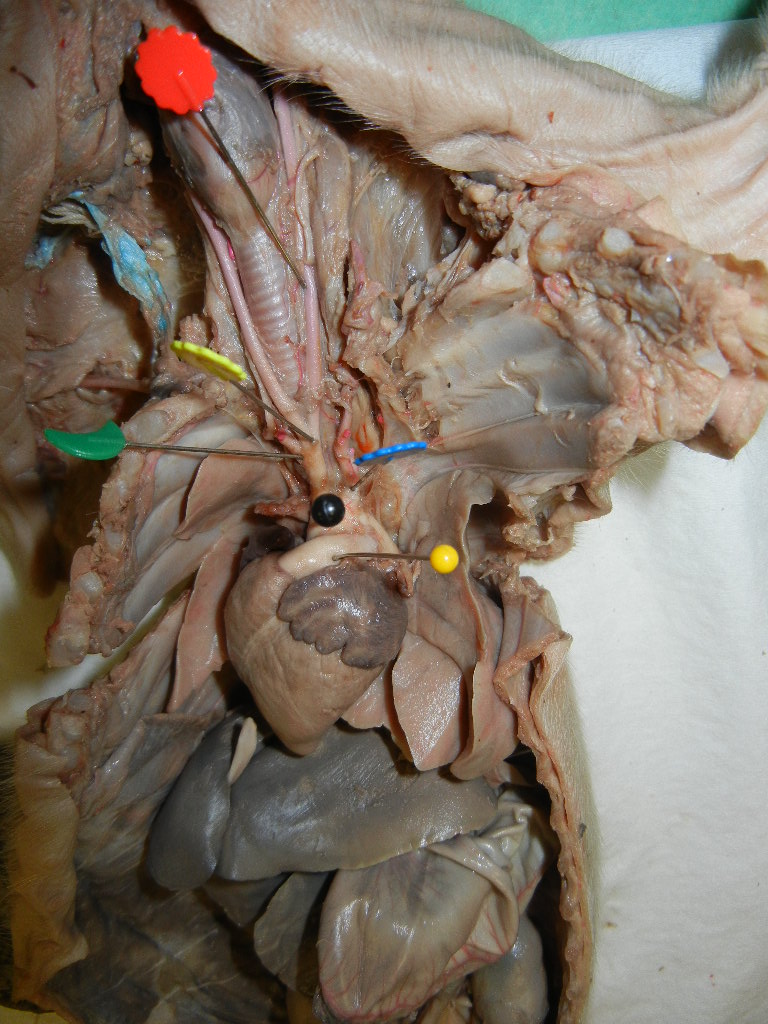 Fetal Pig Dissection Images