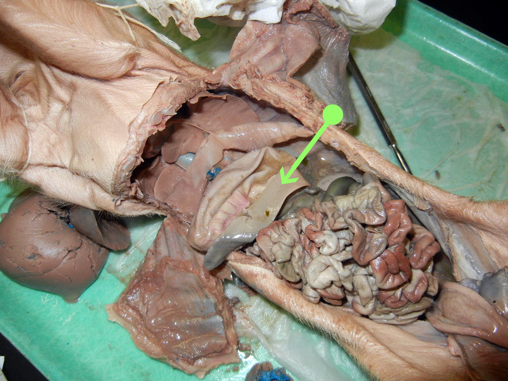 Fetal Pig Dissection Images
