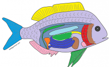 The Anatomy of a Bony Fish