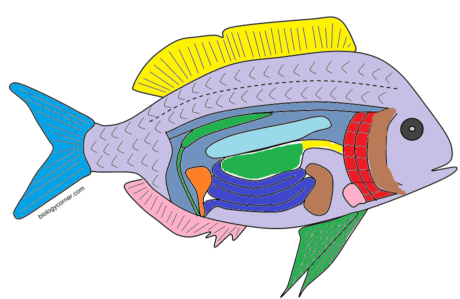 3d The Biology Corner