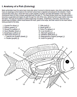 fish anatomy worksheet
