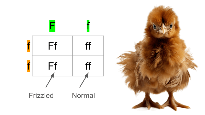 The Genetics of Frizzle Frazzle Chicks