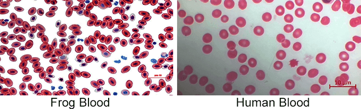 frog blood and human blood for comparison
