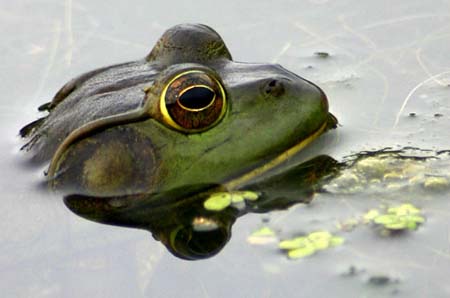 frog submerged