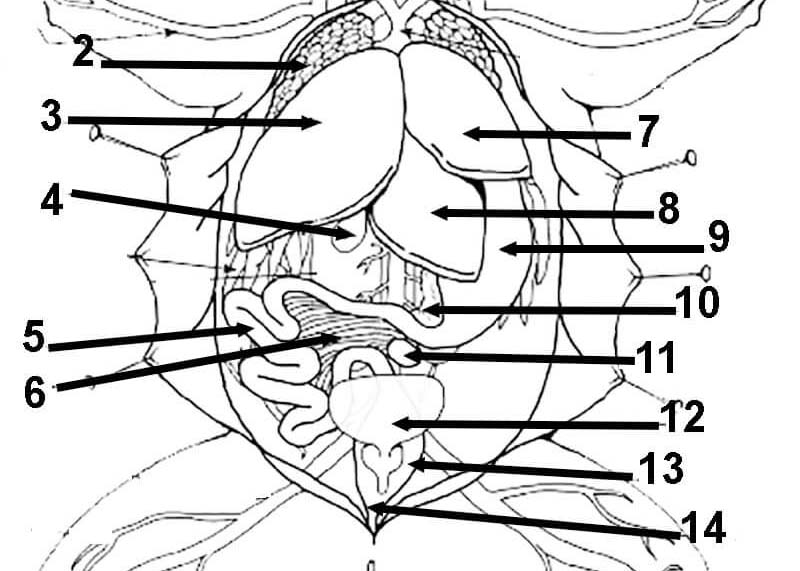 30-frog-dissection-worksheet-answer-key