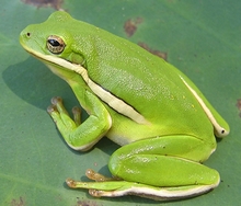 frog_green19_200px