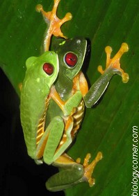 red-eyed-frogs