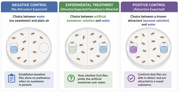 fruit fly experiment