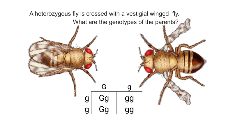 Fruit Fly Genetics