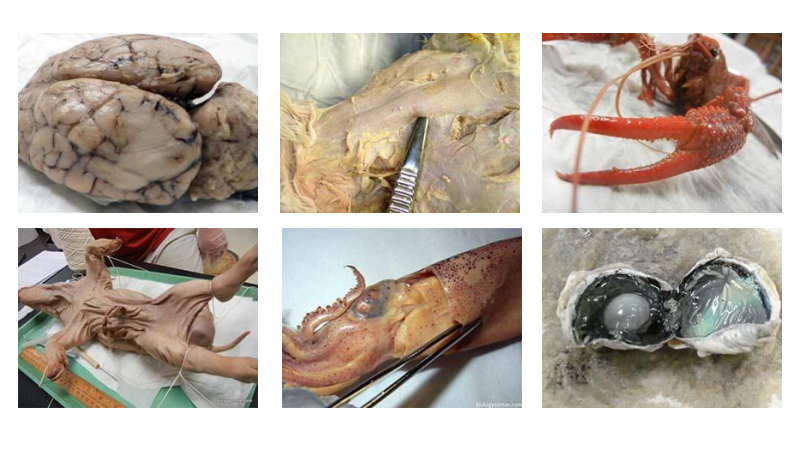 Dissection Photo Galleries