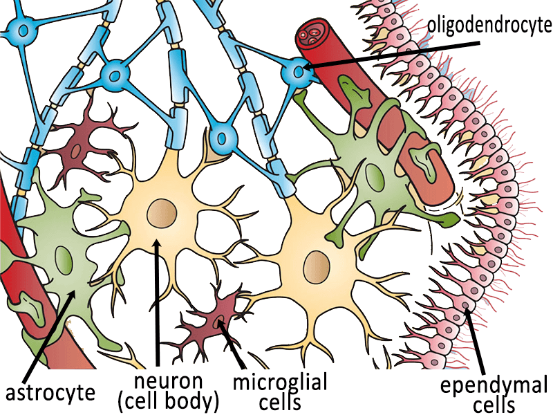 neuroglial cells