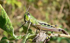External Anatomy of the Grasshopper