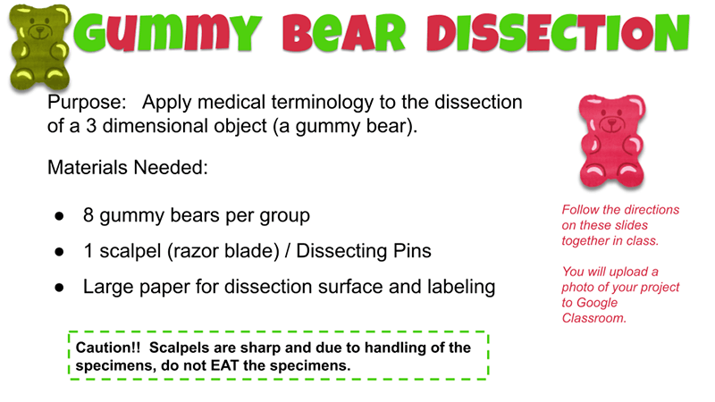 Dissect a Gummy Bear to Learn Anatomy Terms