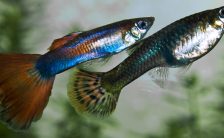 Case Study:  How Did the Guppy Get His Color?