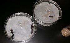 Investigation: Habitat Selection in Flour Beetles