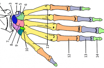 Color the Bones of the Hand