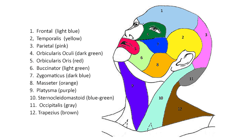 Color the Muscles of the Head and Neck