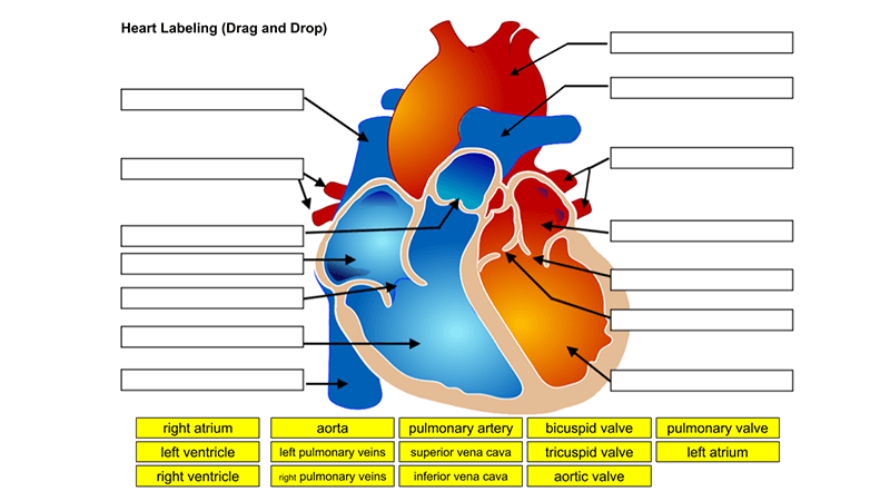 Heart Anatomy for Remote Learners
