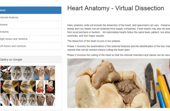 virtual heart