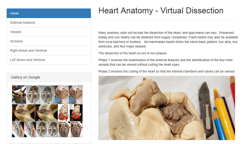 virtual heart