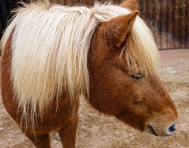 horse with flaxen mane