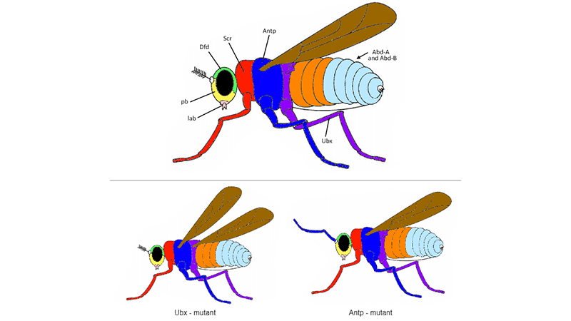 Color Mutant Homeobox Genes in Drosophila
