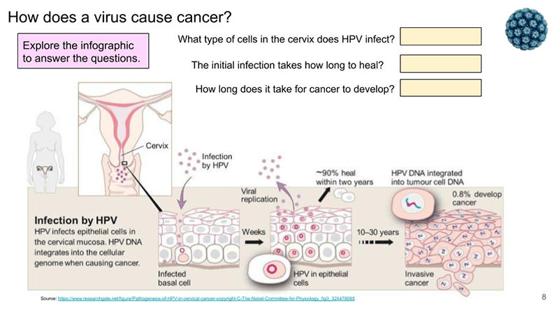 Case Study – Mitosis, Cancer, and the HPV Vaccine