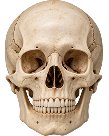 human skull