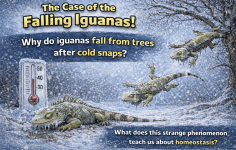lizards in the cold