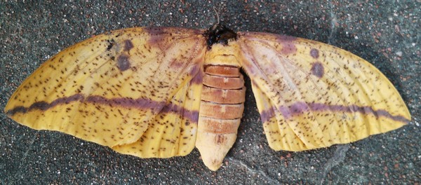 imperial_moth