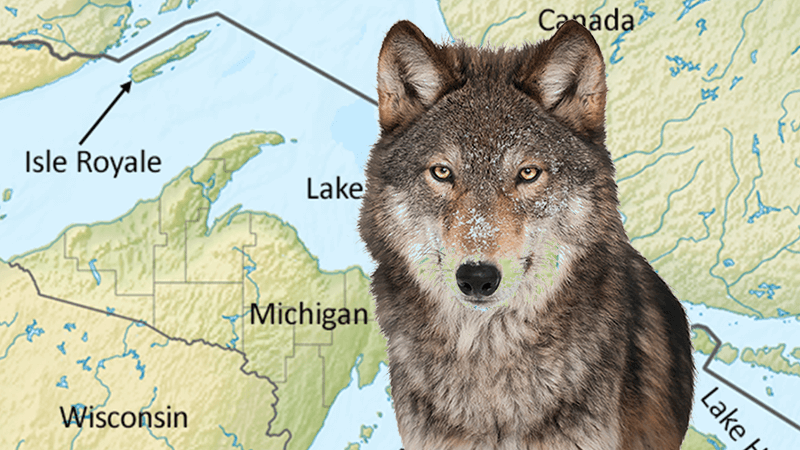 Ecology Case Study – The Wolves of Isle Royale