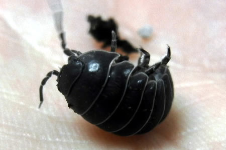 How to Raise Isopods (Pillbugs) for Your Classroom
