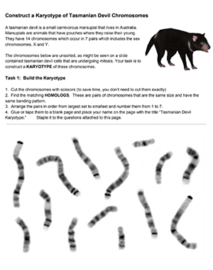 Karyotype of Tasmanian Devil Chromosomes