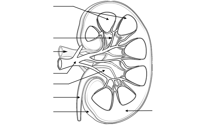 IB Biology 11.3 - Kidney (must know how to draw) Diagram | Quizlet