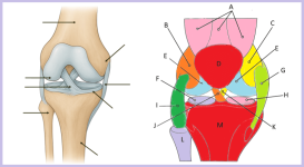 knee coloring worksheet