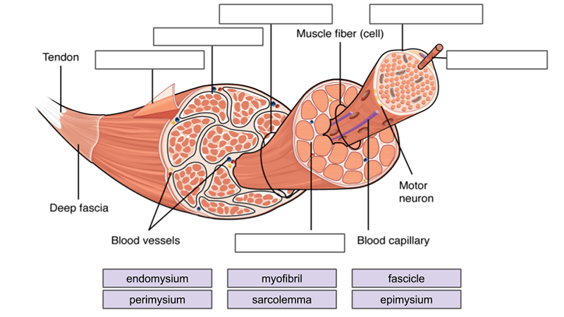 Muscles Labeling