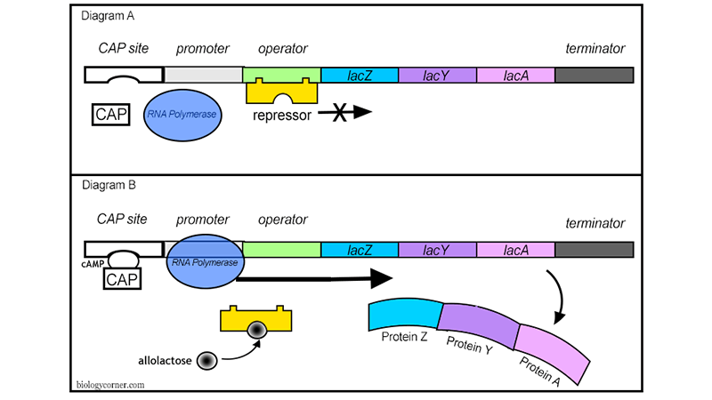 Gene Regulation in Prokaryotes – Lac Operon