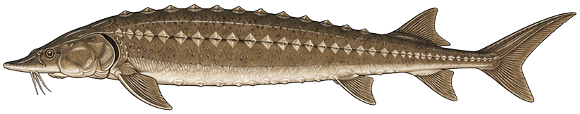 lake sturgeon