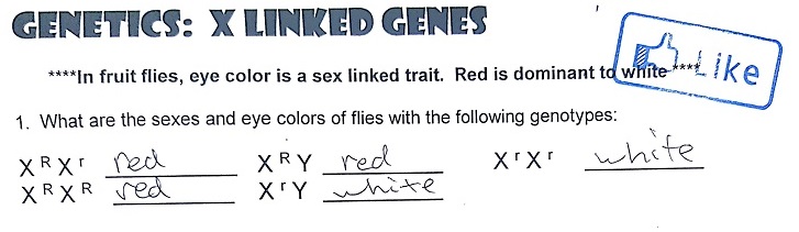 Practice Genetics: Sex Linked Genes.