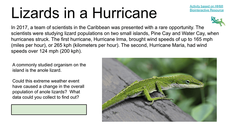 Data Analysis – Lizards in a Hurricane