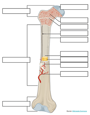 Label A Long Bone